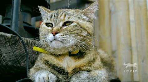 Flea Collar for Cats: Does It Make Them Lethargic? - uzoic