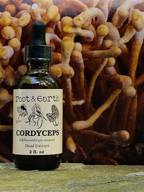 Cordyceps Dual Extract Wild Harvested And Ethically Sourced Plant
