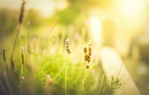 🔥 Field Background Wallpaper Hd Download Cbeditz