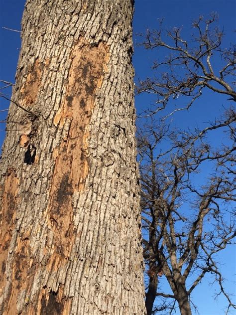 Oak Tree Bark