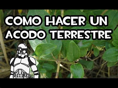 C Mo Hacer Un Acodo Terrestre Crea Nuevas Plantas F Cilmente