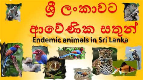 Endemic animals in Sri Lanka ශර ලකවට ආවන සතන YouTube