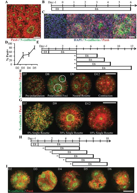 Figures And Data In Engineering Induction Of Singular Neural Rosette