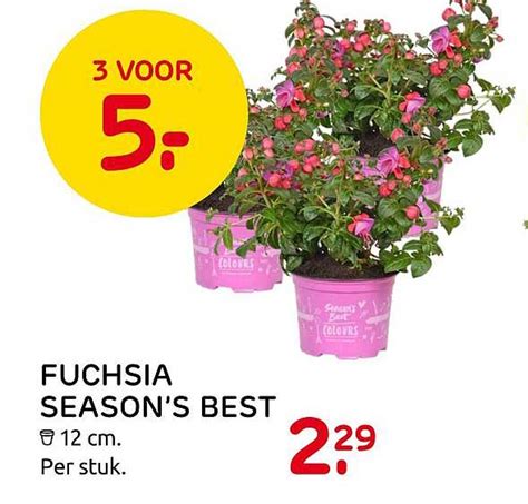 Fuchsia Season S Best Aanbieding Bij Praxis Folders Nl