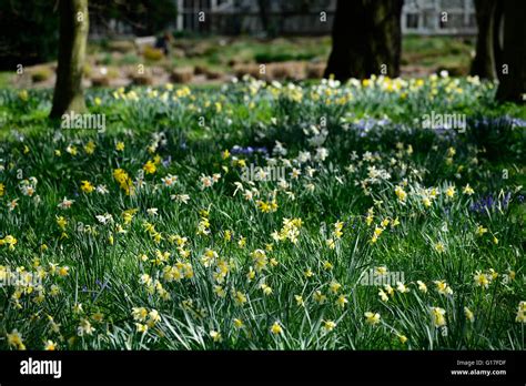 White Yellow Daffodils Narcissus Naturalise Naturalising Naturalised Lawn Spring Flower Flowers