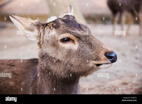 Portrait Of A Male Deer Without Antlers Stock Photo Alamy