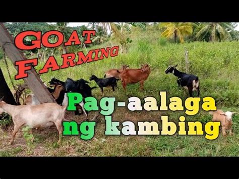 Pag Aalaga Ng Kambing Youtube