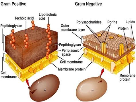 Gram Negative And Positive Cells This Diagram Displays Both Gram