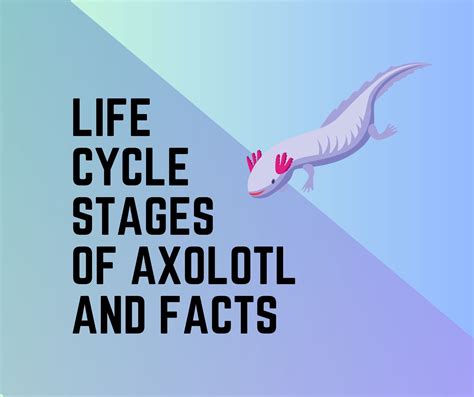 Axolotl Life Cycle [Stages, Diagram, Facts] - Amphibian Life