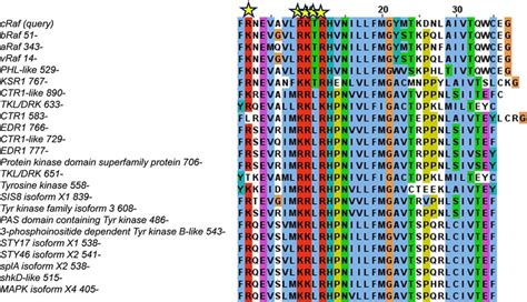 Multiple Sequence Alignment Of Selected Sequences A Conserved Putative Download Scientific