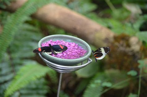 Photo Gallery Friday Butterflies Are Blooming At Frederik Meijer