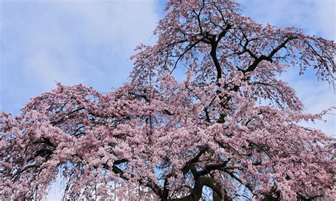 Plant a Beautiful Weeping Cherry Tree - Learn Where & How - Hummingbird ...