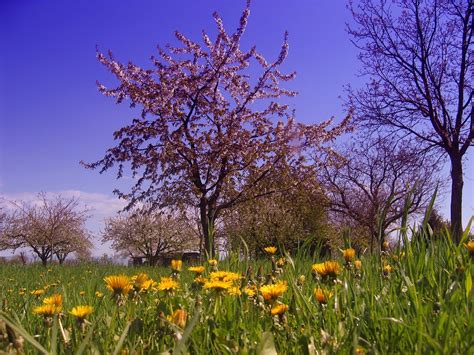 Primavera Prato Albero Foto Gratis Su Pixabay