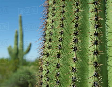 Close up of Saguaro Cactus, Saguaro National Park, Arizona - Stock Photo - Dissolve