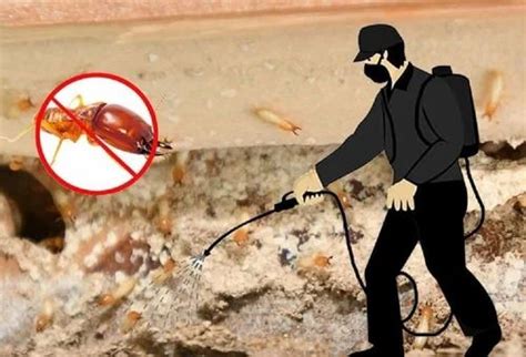 Termite Pest Control Service At Rs 7 Square Feet In Hyderabad ID