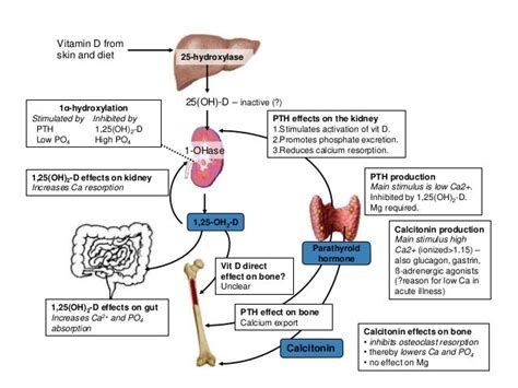 Calcium Metabolism Handout