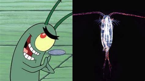 Hewan Asli Warga Bikini Bottom Yang Ada Di Dunia Nyata KASKUS