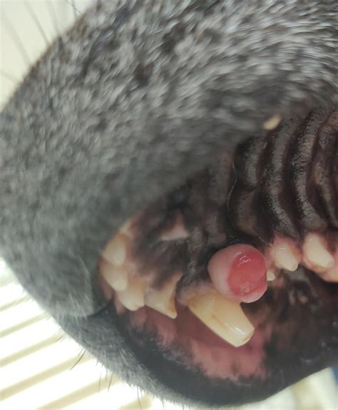 Peripheral Odontogenic Fibroma Dog