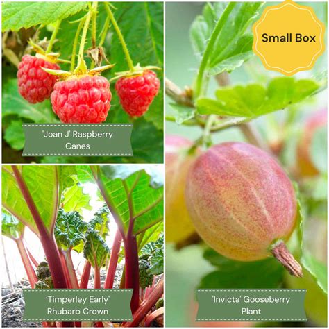 Fruit Plants for Beginners | Allotment in a Box - Roots Plants