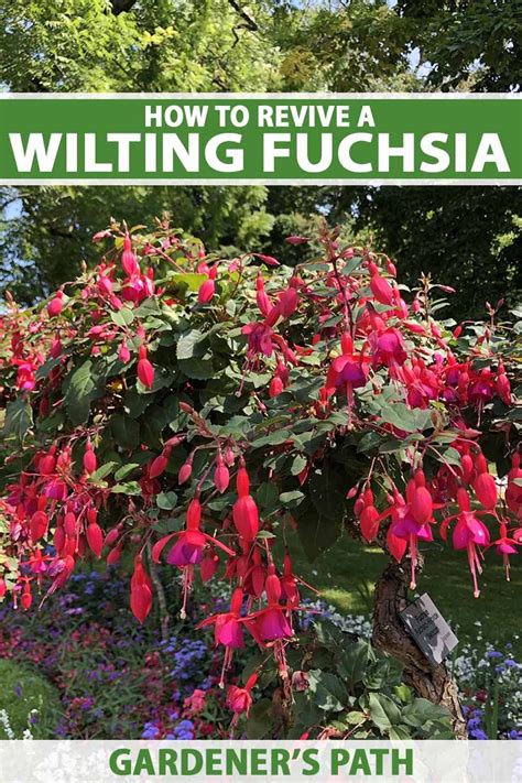 How To Revive A Wilting Fuchsia Plant Gardeners Path Fuchsia Plant