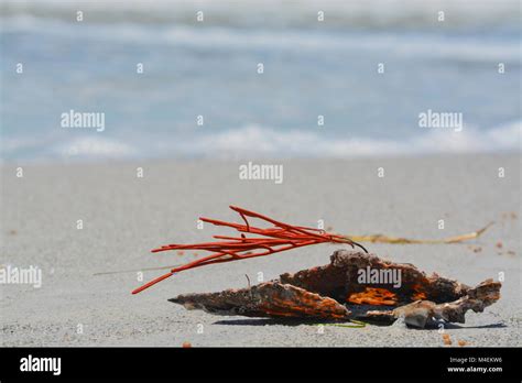 Weed Whip Hi Res Stock Photography And Images Alamy