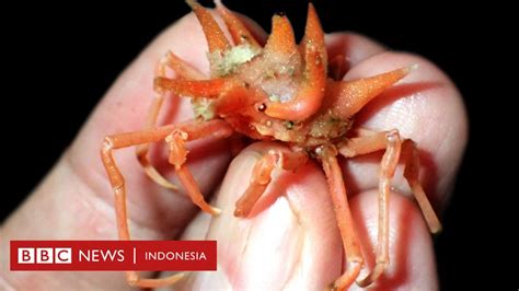 Kepiting Kecil Dan Spesies Baru Lain Dari Kedalaman Laut Jawa BBC