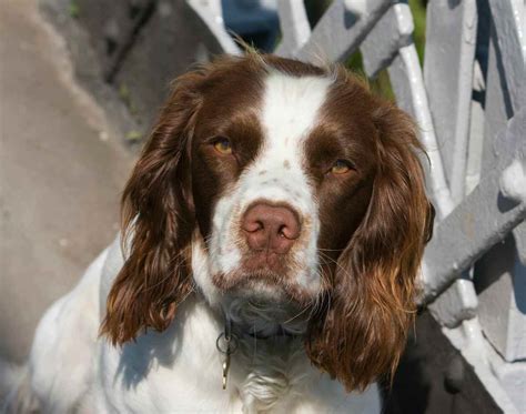 Cane Randagio Nick Diventa Protagonista Di Un Nuovo Ruolo