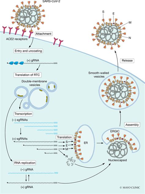 Severe Acute Respiratory Syndrome Coronavirus 2 Covid 19 And The