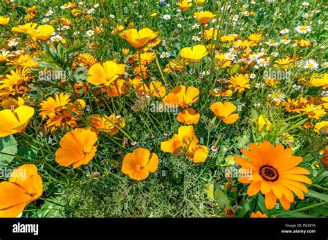 Namaqualand Daisy Orange High Resolution Stock Photography And Images