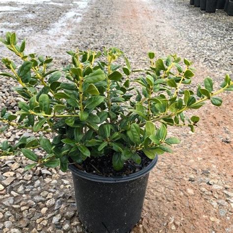 Ilex Cornuta ‘burfordii Nana Dwarf Burford Holly Kings Sunset Nursery