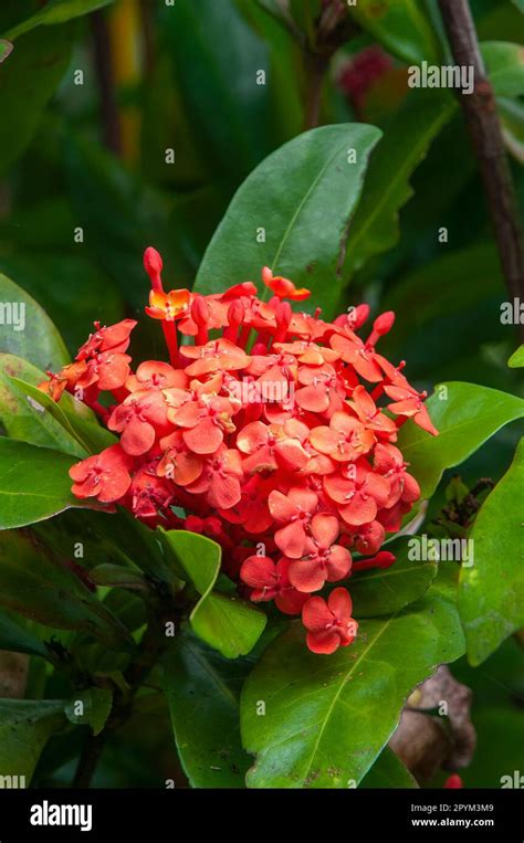 Sydney Australia Orange Flowerhead Of A Ixora Chinensis Prince Of