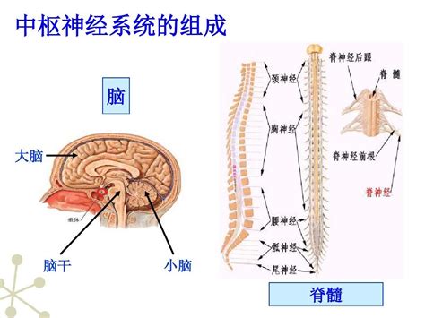 七年级生物下册神经系统的组成课件人教新课标版word文档在线阅读与下载无忧文档