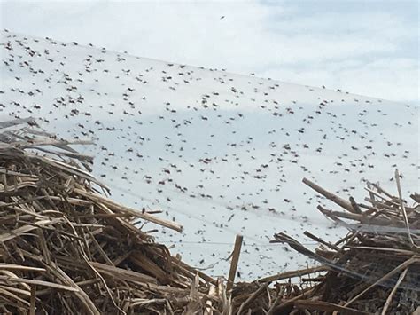 C est quoi cet impressionnant amas d araignées observé en Seine et