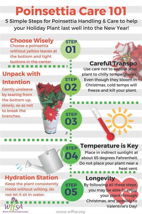 Your Holiday Guide to Poinsettia Care