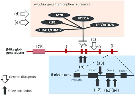 Potential Targets Of The Crisprcas9 Gene Editing For β Thalassemia Download Scientific