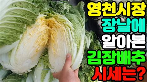 영천시장 장날에 김장배추가격 김장재료 시세 직접 알아봤습니다 Youtube