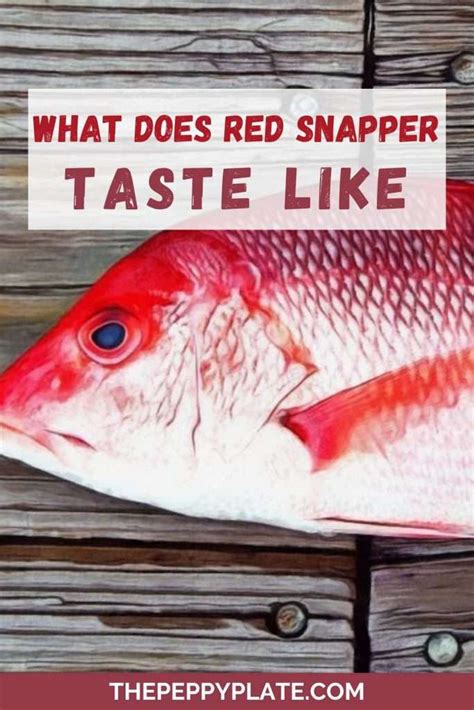 What Does Red Snapper Taste Like The Peppy Plate