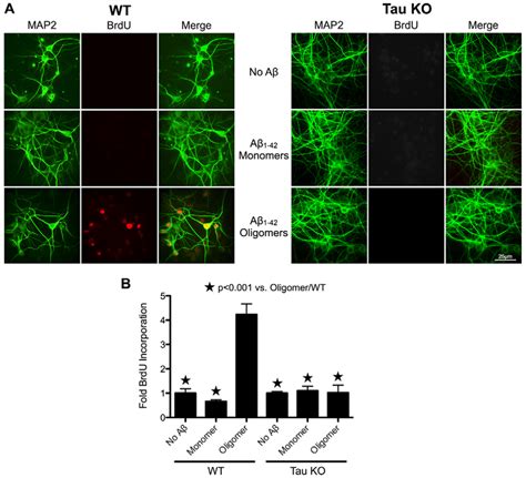 Tau Is Required In Cultured Neurons For Ccr Induced By Ab A Primary