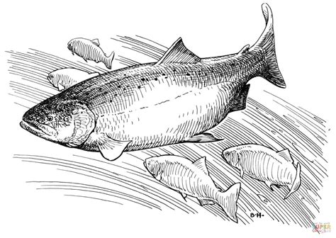 King Salmon Coloring Page Free Printable Coloring Pages