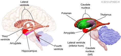 Limbic System: Amygdala (Section 4, Chapter 6) Neuroscience Online: An ... 