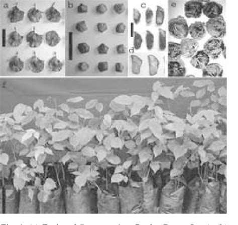 Figure 1 From Promotion Of Seed Germination In Pterocarpus Marsupium Roxb Semantic Scholar