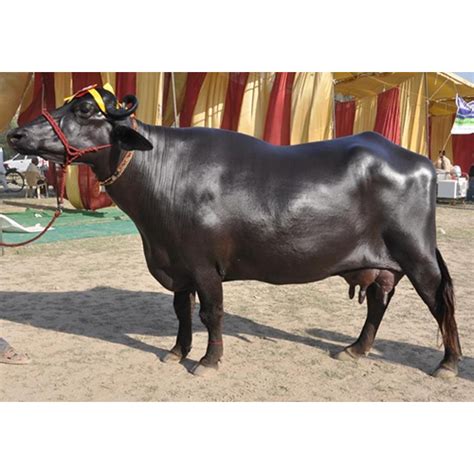 Supplier Of Pure Hf Cow Jersey Cow And Indian Murrah Buffalo In