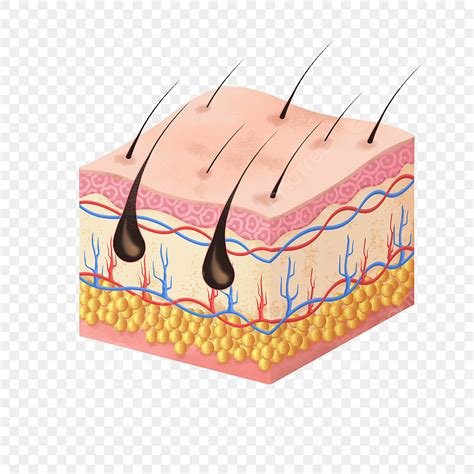 Gambar Model Struktur Kulit Kartun Epidermis, Kulit, Model, Kartun PNG ...