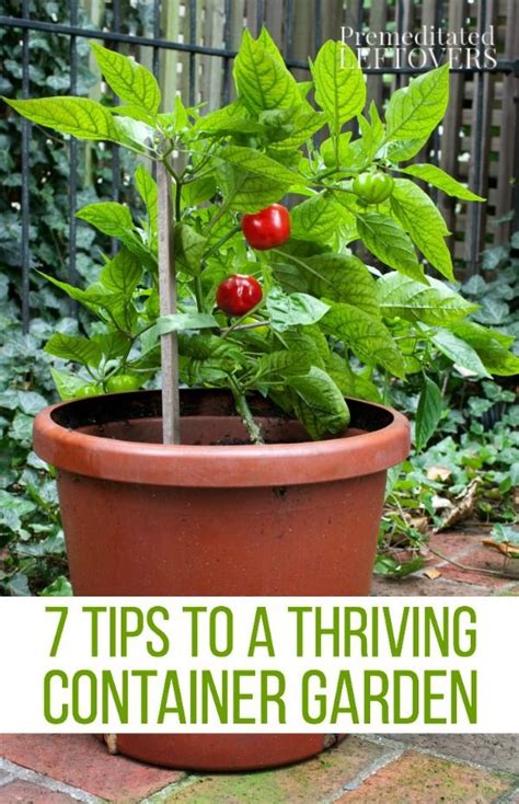 Tips For A Thriving Container Garden Indoor Vegetable Gardening