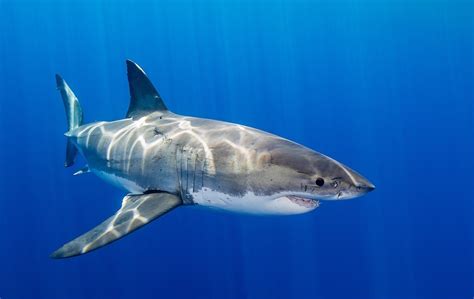 The Truth About Great White Sharks In Nova Scotia Environment Halifax Nova Scotia The Coast