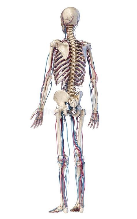 Anatomia Humana Do Tronco Esqueleto Veias E Art Rias Vista Frontal