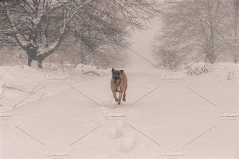 Dog running in the snow containing snow, dog, and winter | Wild animals ...