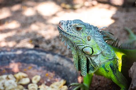 IGUANA VERDE Características Hábitat Alimentos y Cuidados Cumbre