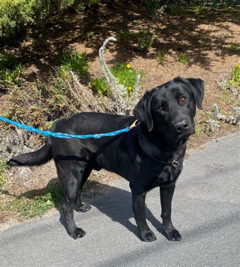 Baron Body Shot Monterey Bay Lab Rescue