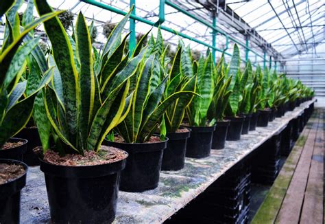 Cuidados B Sicos De La Sansevieria Trifasciata Lengua De Off